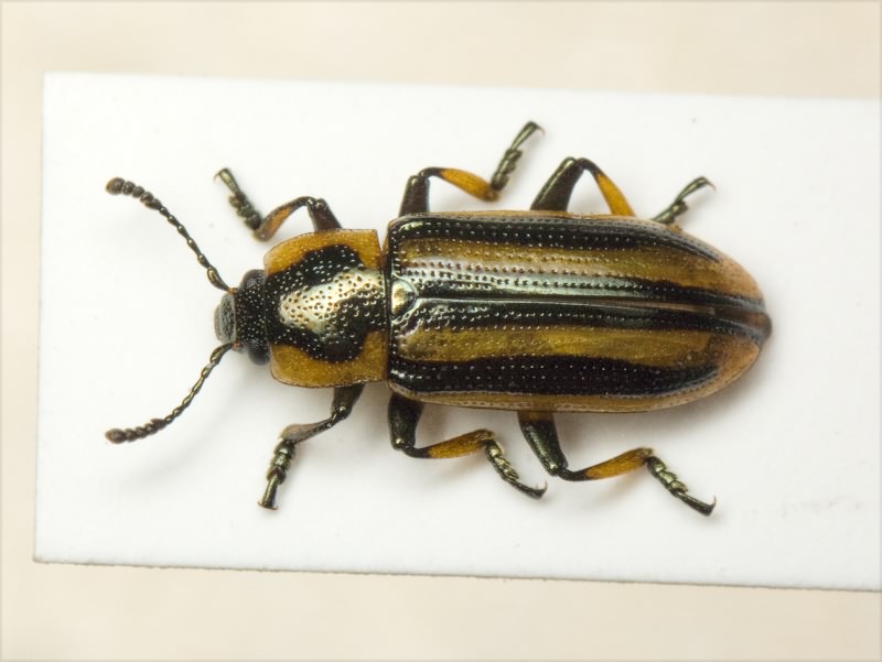 Prasocuris phellandrii (Linnaeus, 1758)